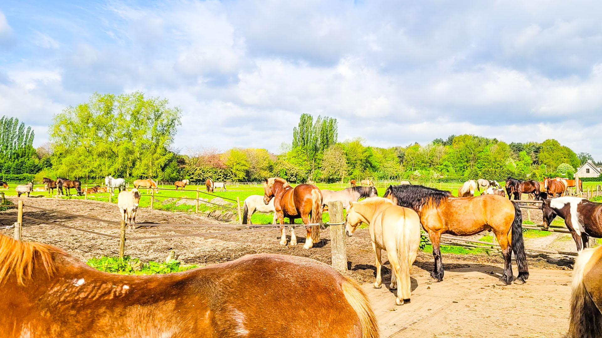 Ruiterweekend ouder en kind - Loonse en Drunense Duinen Noord-Brabant - Nederland
