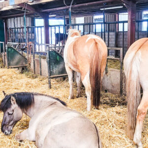 Ponykamp voor ruiters van 10 t/m 17 jaar - Loonse en Drunense Duinen Noord-Brabant - Nederland - Afbeelding 2
