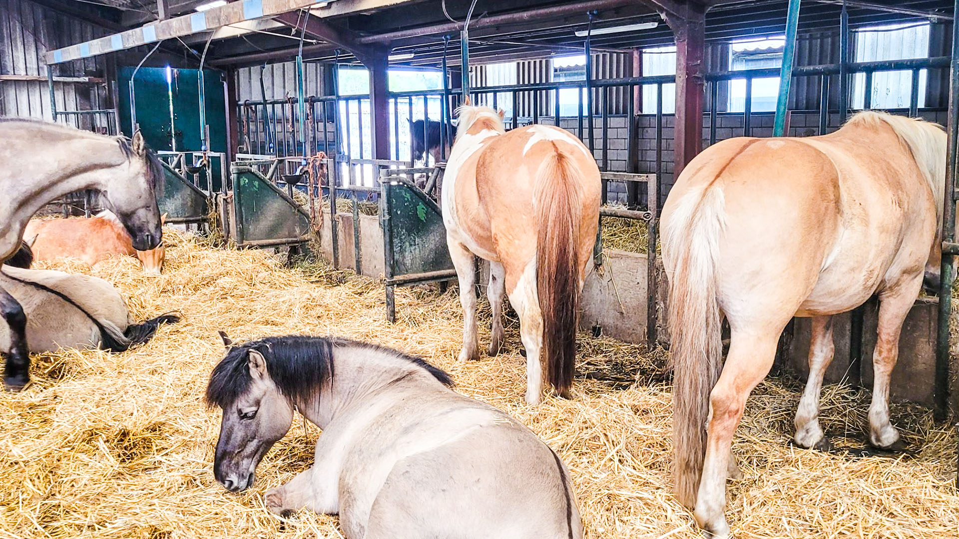 Ponykamp voor ruiters van 10 t/m 17 jaar - Loonse en Drunense Duinen Noord-Brabant - Nederland