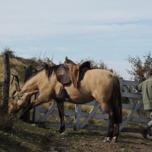 Paardrijden aan de voet van het Andesgebergte - Argentinië - Afbeelding 3
