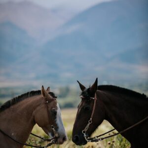 Paardrijden aan de voet van het Andesgebergte - Argentinië - Afbeelding 2