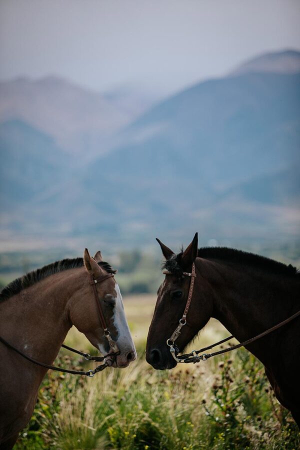 Paardrijden aan de voet van het Andesgebergte - Argentinië