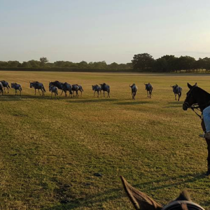 Standplaats Paardrijvakantie Polo, Golf & Wildlife - Tanzania - Afbeelding 42