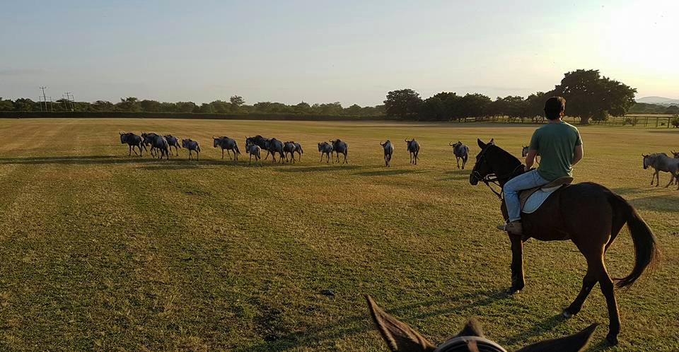 Standplaats Paardrijvakantie Polo, Golf & Wildlife - Tanzania - Afbeelding 42