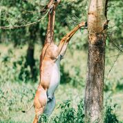 Standplaats Paardrijvakantie Polo, Golf & Wildlife - Tanzania - Afbeelding 11