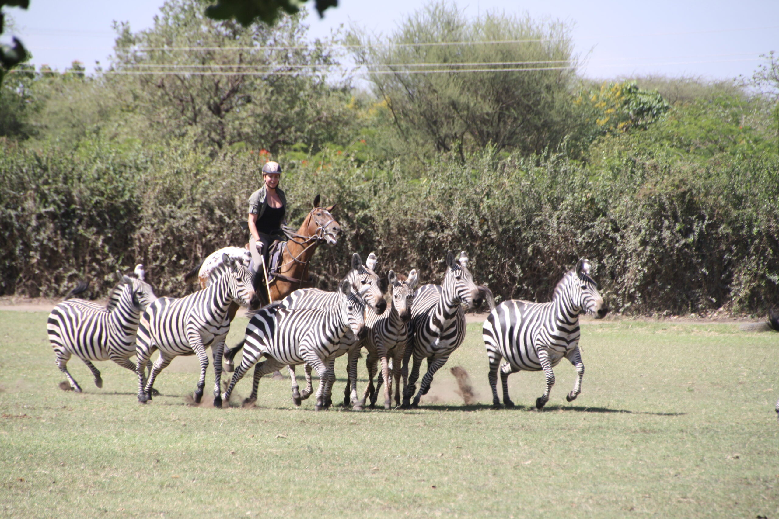Standplaats Paardrijvakantie Polo, Golf & Wildlife - Tanzania - Afbeelding 28