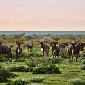 9-daagse Paardrijsafari Serengeti Migratietocht - Tanzania - Afbeelding 14