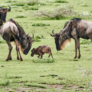 9-daagse Paardrijsafari Serengeti Migratietocht - Tanzania - Afbeelding 9