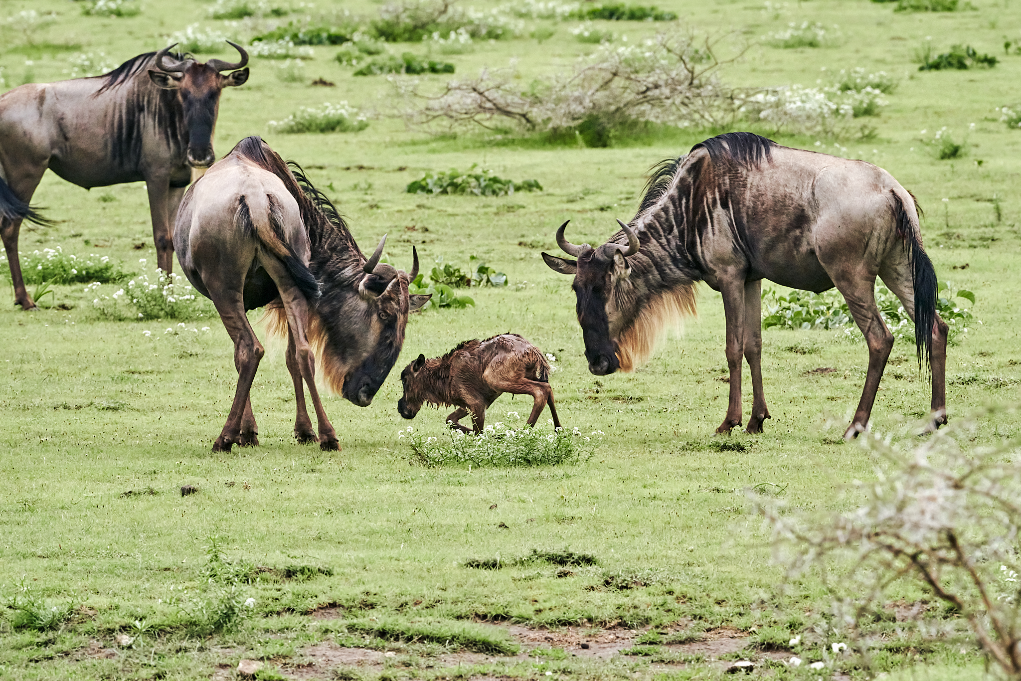 9-daagse Paardrijsafari Serengeti Migratietocht - Tanzania