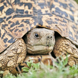 9-daagse Paardrijsafari Serengeti Migratietocht - Tanzania - Afbeelding 8