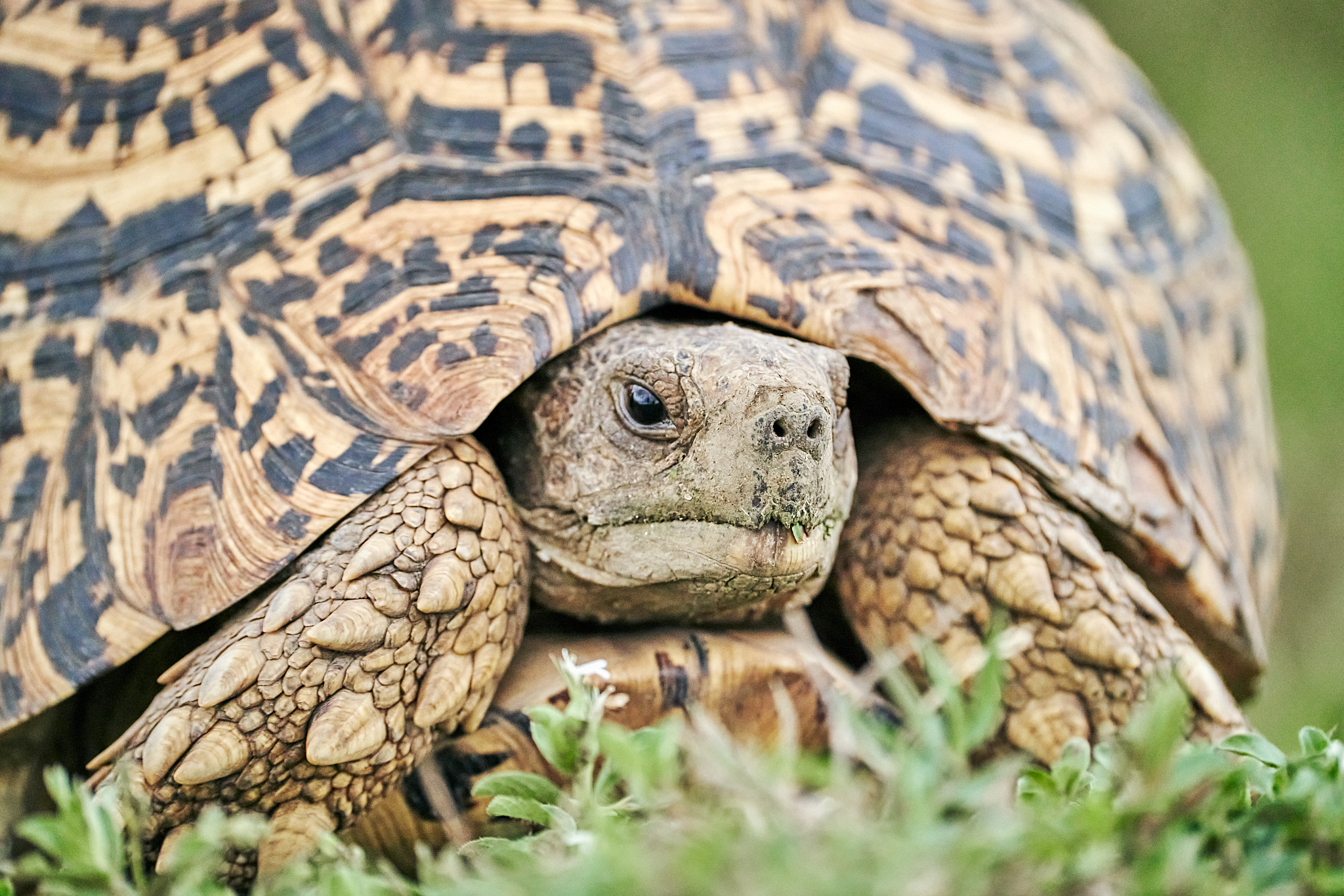 9-daagse Paardrijsafari Serengeti Migratietocht - Tanzania