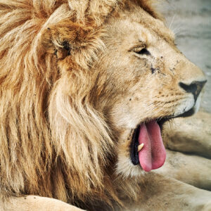 9-daagse Paardrijsafari Serengeti Migratietocht - Tanzania - Afbeelding 4