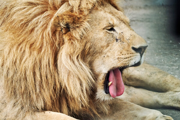 9-daagse Paardrijsafari Serengeti Migratietocht - Tanzania