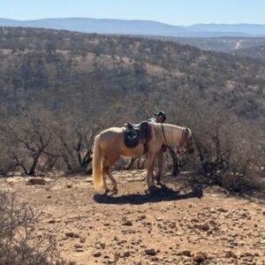 8-daagse paardrijtocht van Agadir naar Essaouira - Marokko - Afbeelding 17