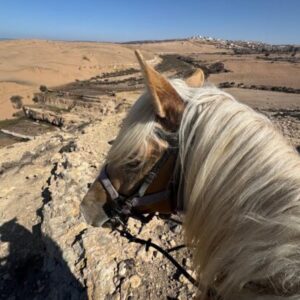 8-daagse paardrijtocht van Agadir naar Essaouira - Marokko - Afbeelding 14
