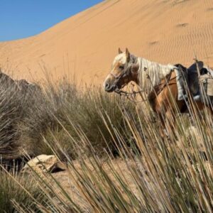 8-daagse paardrijtocht van Agadir naar Essaouira - Marokko - Afbeelding 13