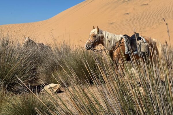 8-daagse paardrijtocht van Agadir naar Essaouira - Marokko