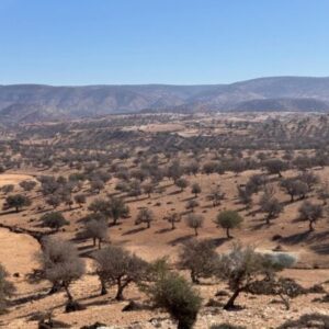 8-daagse paardrijtocht van Agadir naar Essaouira - Marokko - Afbeelding 9