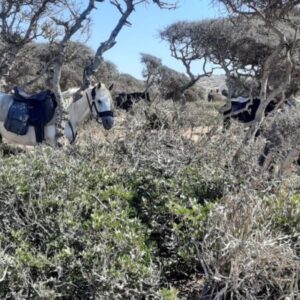 8-daagse paardrijtocht van Agadir naar Essaouira - Marokko - Afbeelding 8