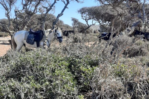 8-daagse paardrijtocht van Agadir naar Essaouira - Marokko