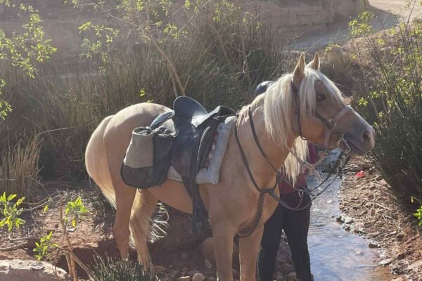 8-daagse paardrijtocht van Agadir naar Essaouira - Marokko