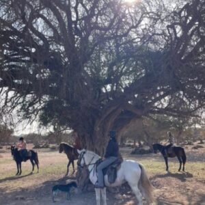 8-daagse paardrijtocht van Agadir naar Essaouira - Marokko - Afbeelding 21