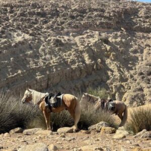 8-daagse paardrijtocht van Agadir naar Essaouira - Marokko - Afbeelding 18