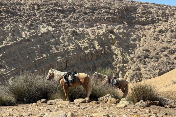 8-daagse paardrijtocht van Agadir naar Essaouira - Marokko