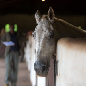 5-daagse Paardrijsafari en yoga-retreat - Tanzania - Afbeelding 17