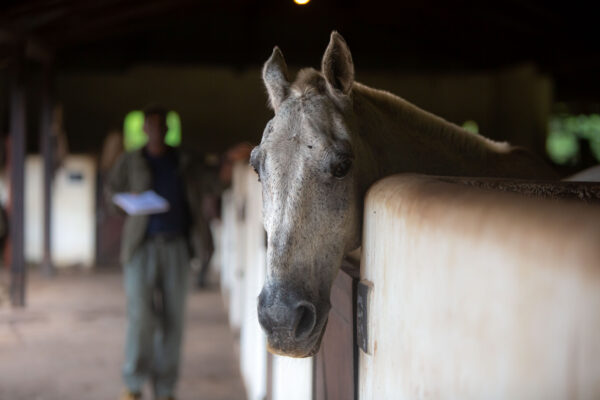 5-daagse Paardrijsafari en yoga-retreat - Tanzania