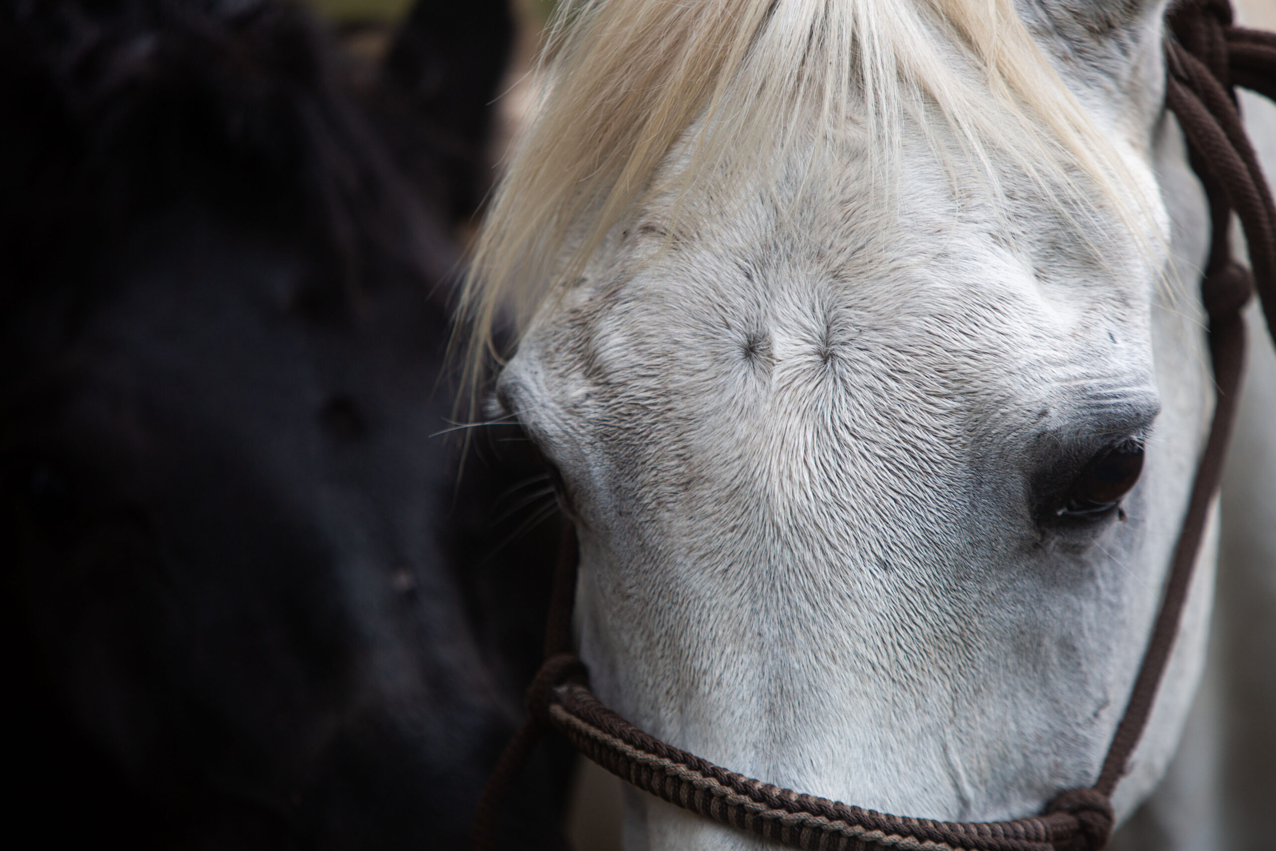 5-daagse Paardrijsafari en yoga-retreat - Tanzania - Afbeelding 14