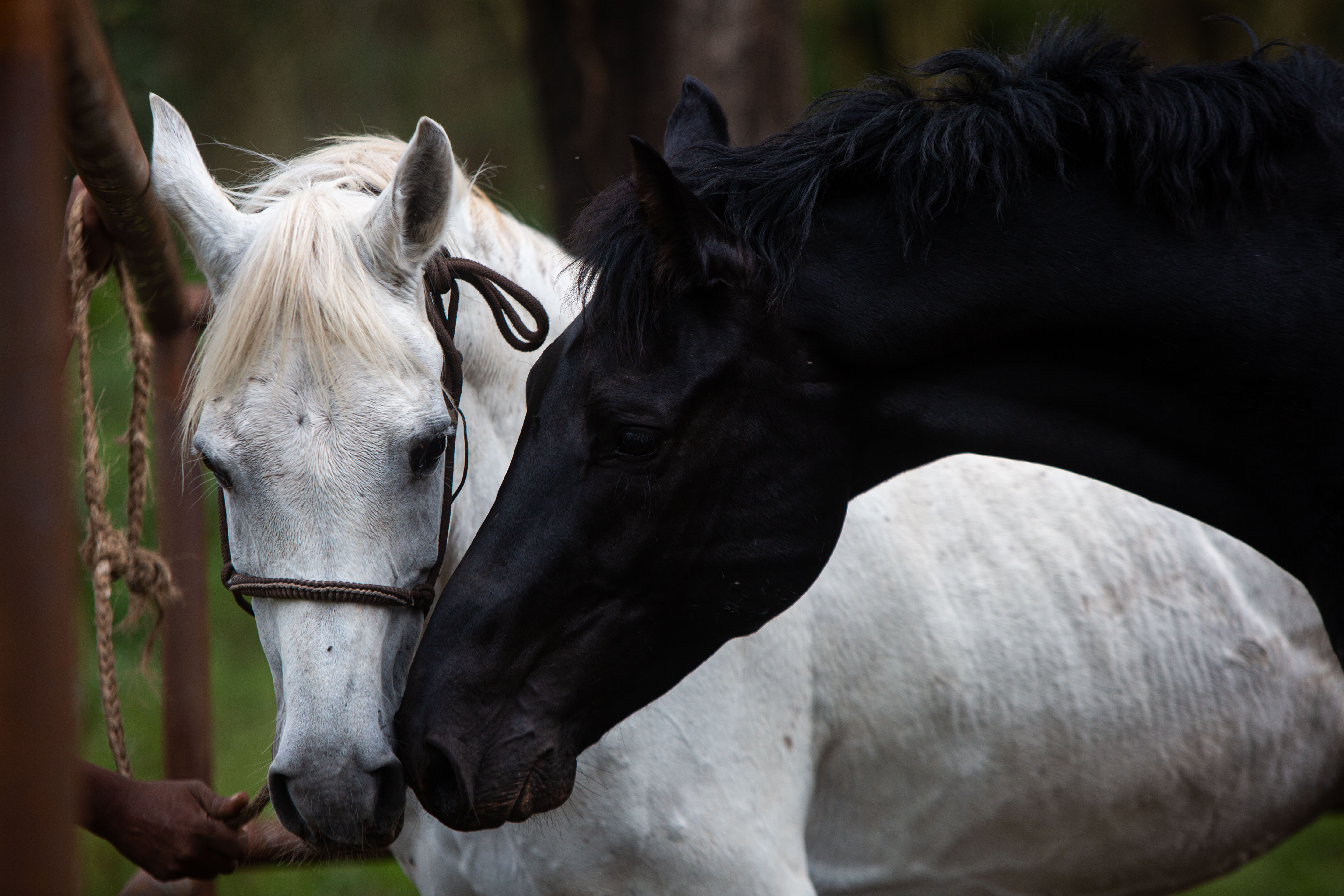 5-daagse Paardrijsafari en yoga-retreat - Tanzania - Afbeelding 13