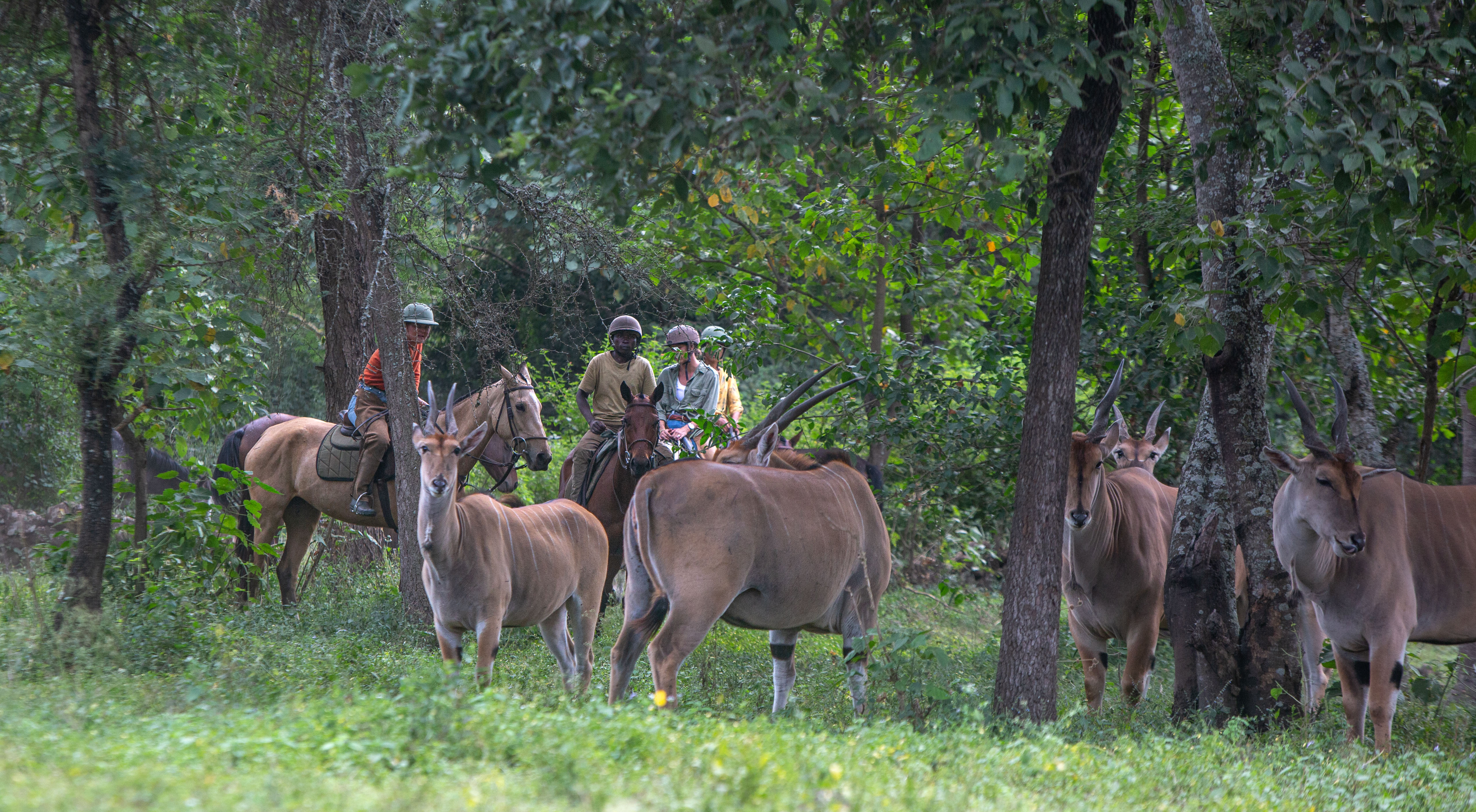 Buitenrit Wildlife Day Ride - Tanzania - Afbeelding 20