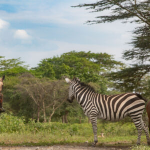 Buitenrit Wildlife Day Ride - Tanzania - Afbeelding 19