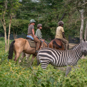 Buitenrit Wildlife Day Ride - Tanzania - Afbeelding 18