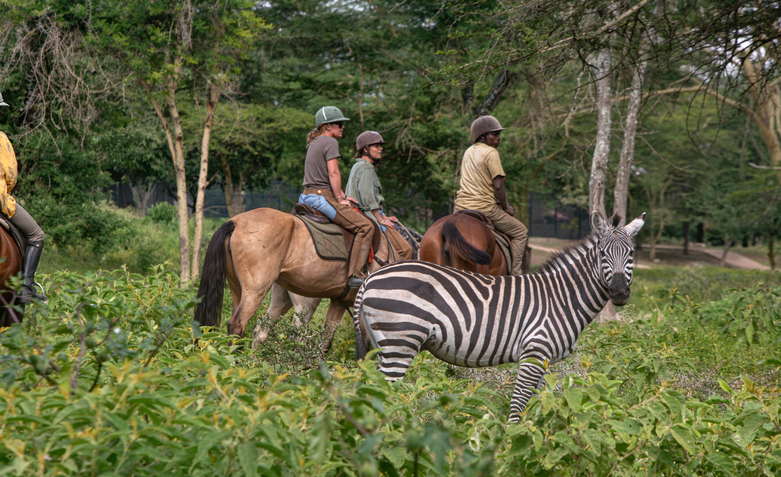 Buitenrit Wildlife Day Ride - Tanzania - Afbeelding 18