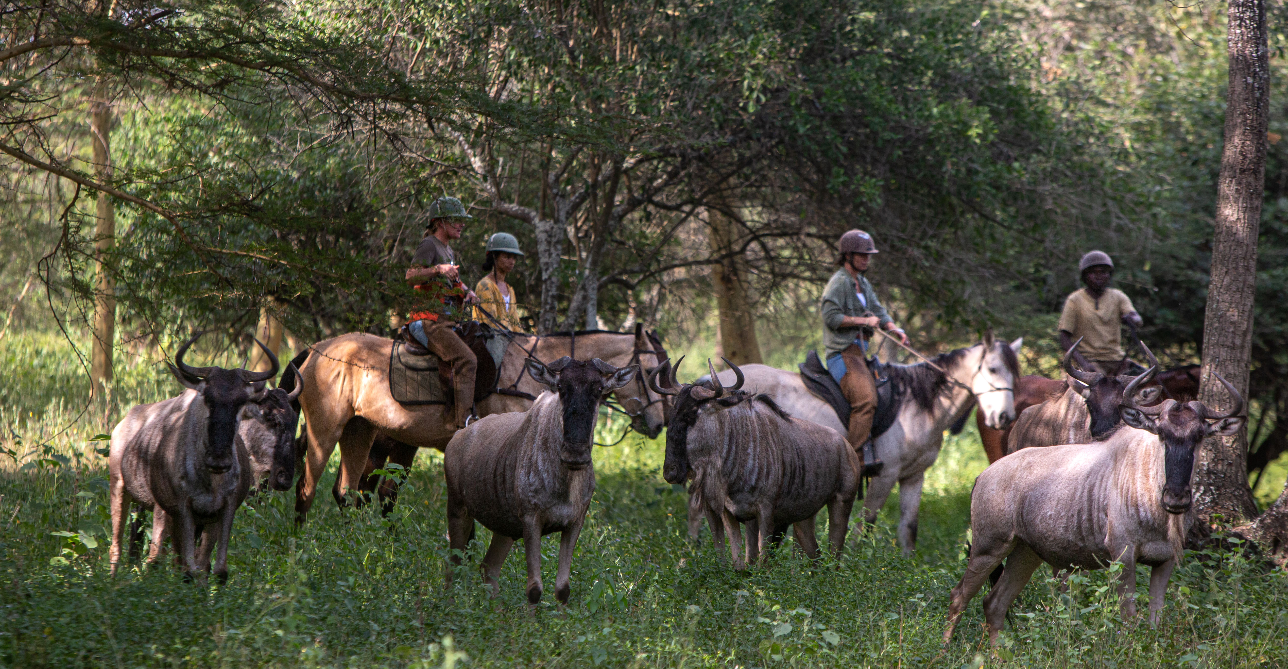 Buitenrit Wildlife Day Ride - Tanzania - Afbeelding 16
