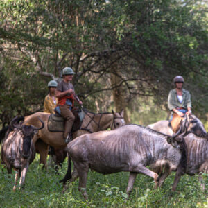 Buitenrit Wildlife Day Ride - Tanzania - Afbeelding 15