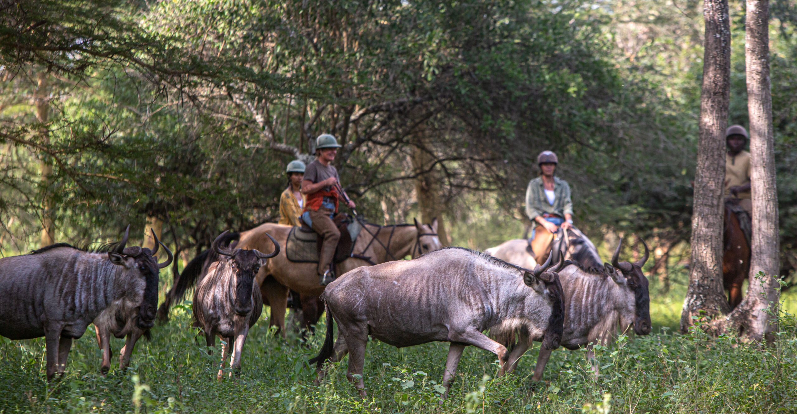 Buitenrit Wildlife Day Ride - Tanzania - Afbeelding 15