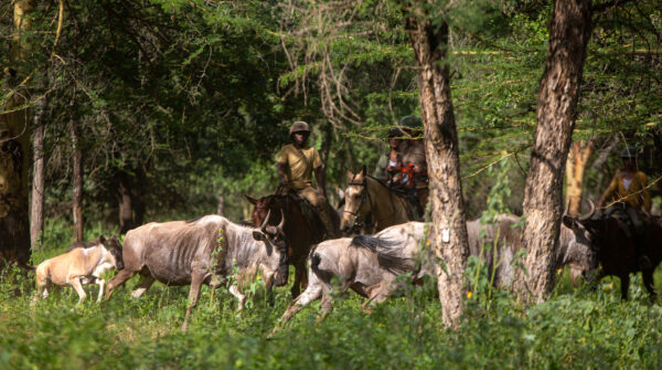 Buitenrit Wildlife Day Ride - Tanzania