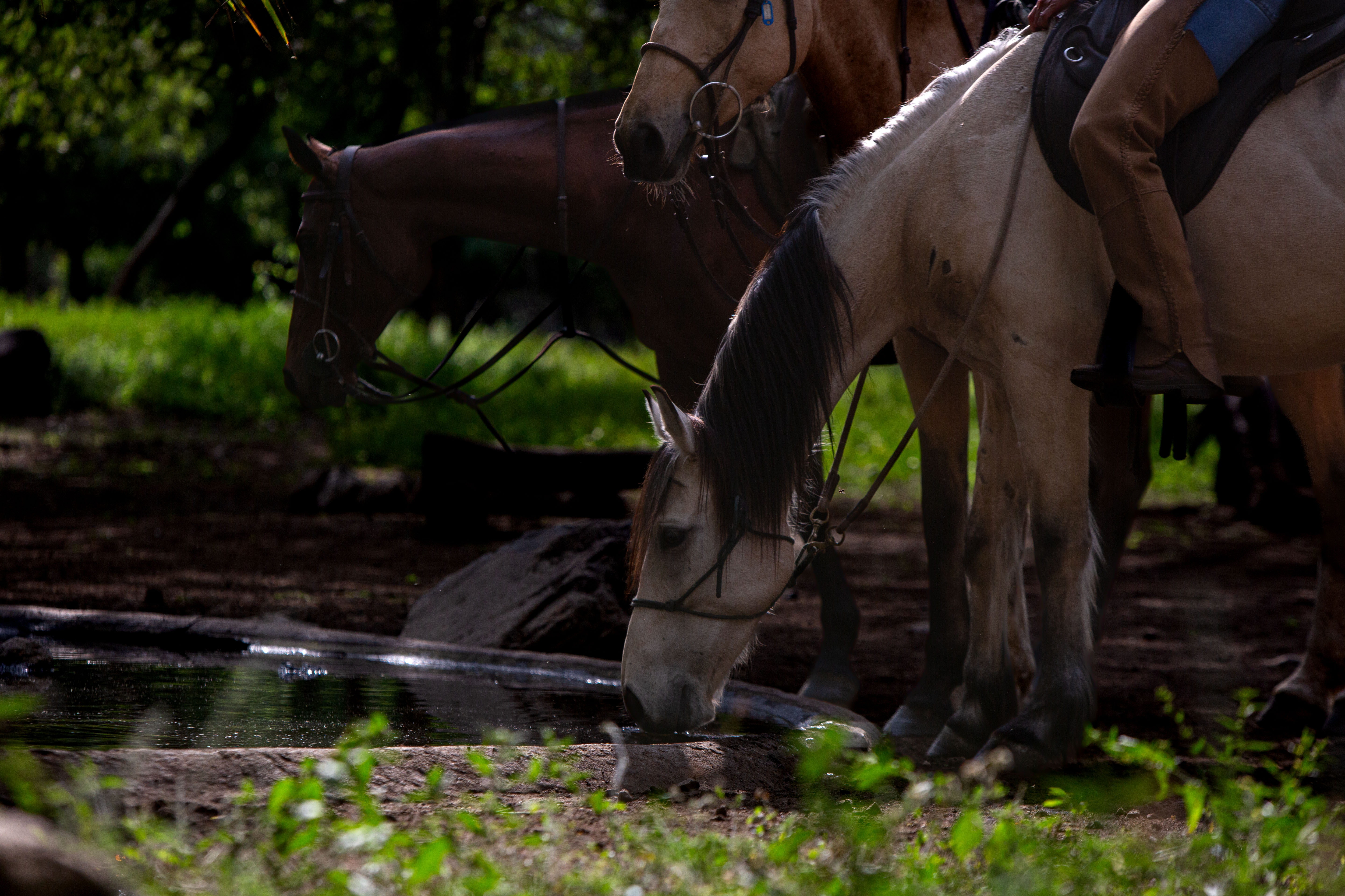 Buitenrit Wildlife Day Ride - Tanzania - Afbeelding 13