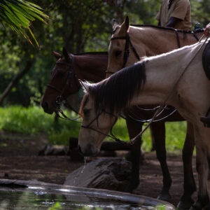Buitenrit Wildlife Day Ride - Tanzania - Afbeelding 12