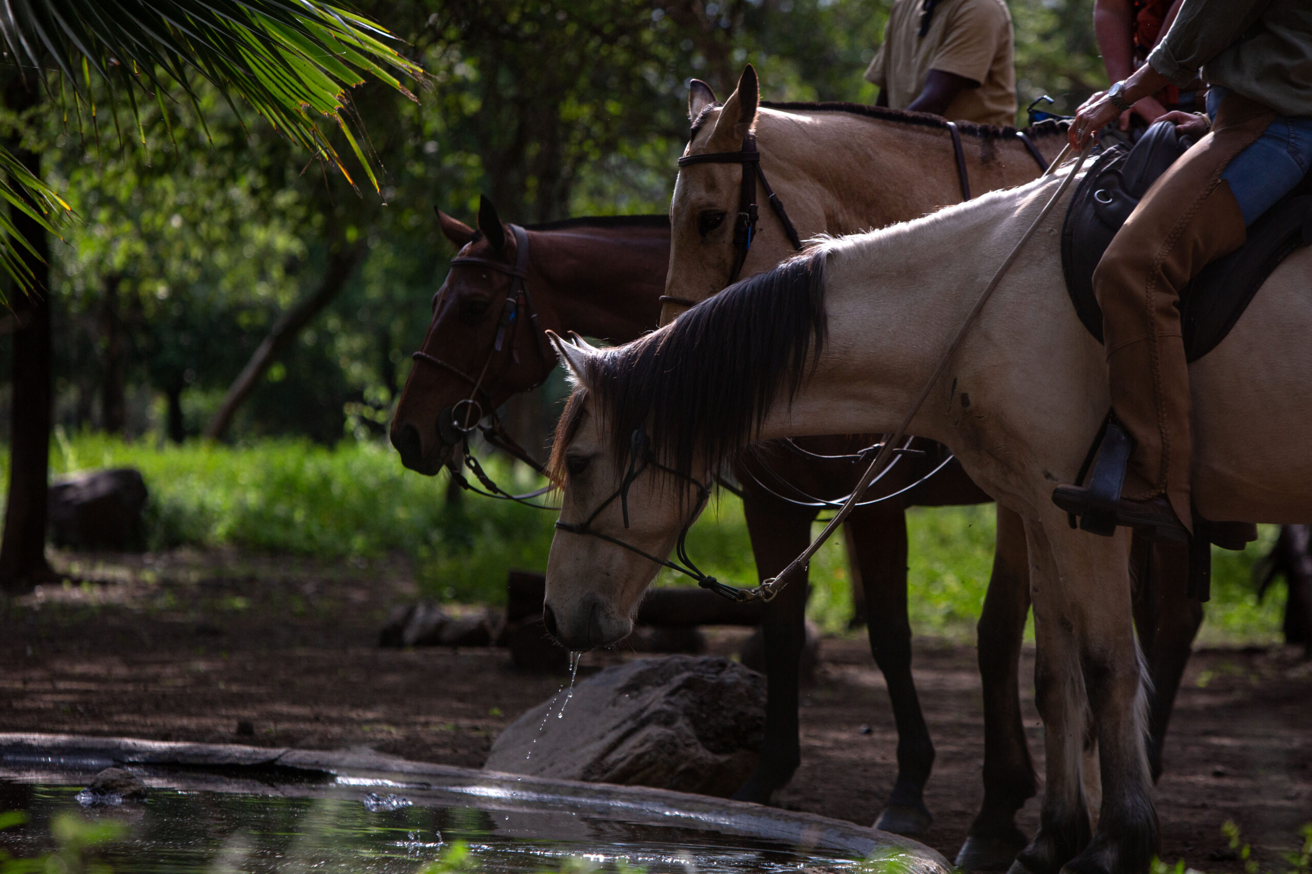 Buitenrit Wildlife Day Ride - Tanzania - Afbeelding 12