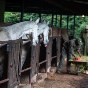 5-daagse Paardrijsafari en yoga-retreat - Tanzania - Afbeelding 16