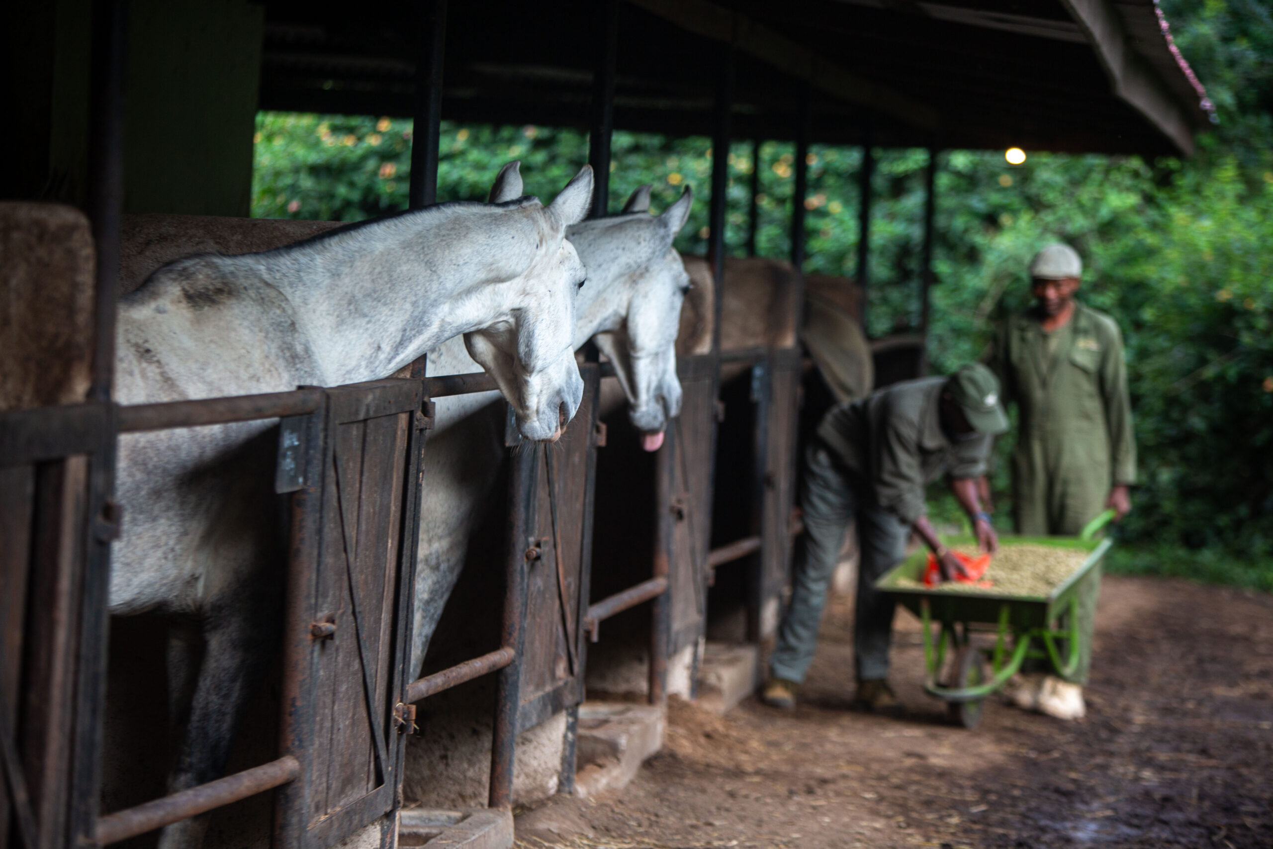 5-daagse Paardrijsafari en yoga-retreat - Tanzania - Afbeelding 16