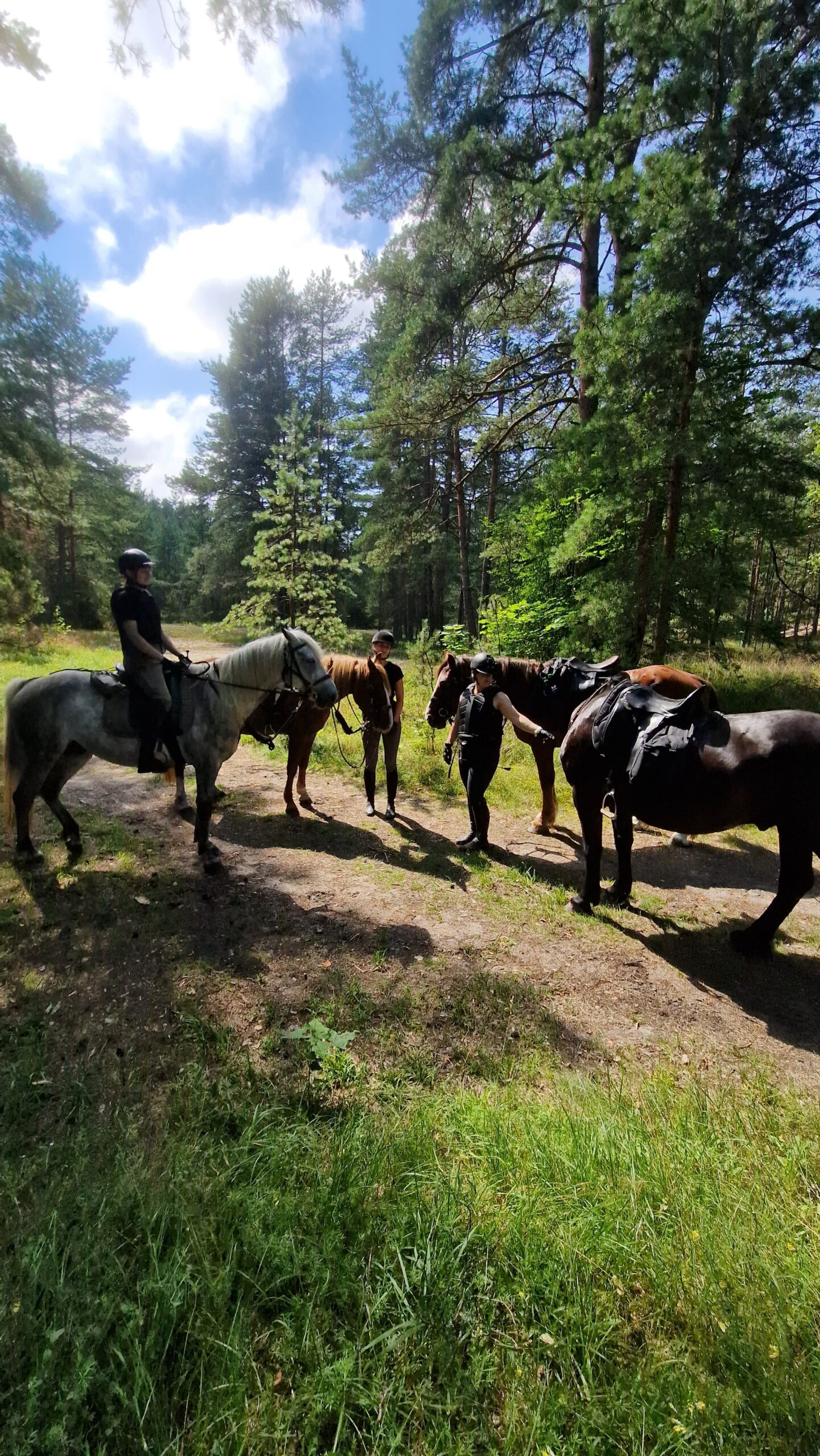 Basiscursus Paardkunst Piejūra Riga - Letland - Afbeelding 2