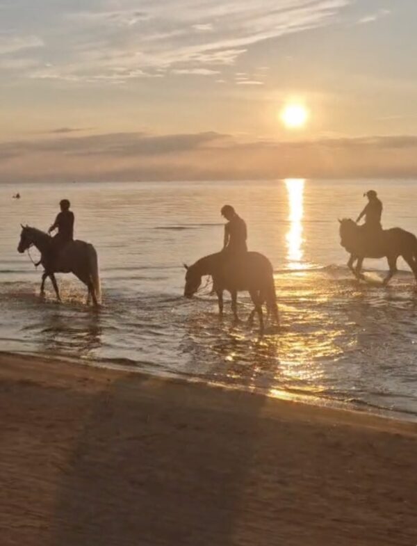 3-daagse paardrijtocht Zee & Bos Avontuur Riga - Letland