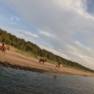 Basiscursus Paardkunst Piejūra Riga - Letland - Afbeelding 5