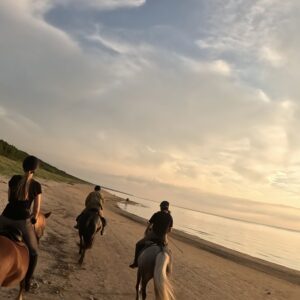 Basiscursus Paardkunst Piejūra Riga - Letland - Afbeelding 6