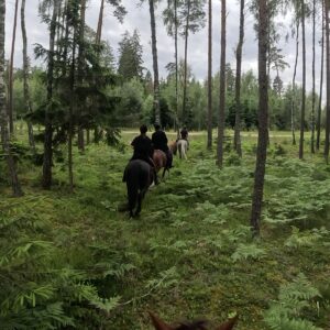 Basiscursus Paardkunst Piejūra Riga - Letland - Afbeelding 7